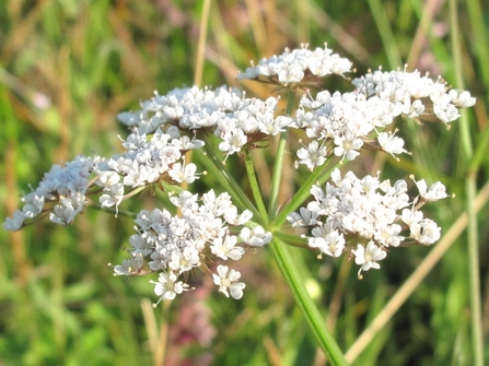 White flower