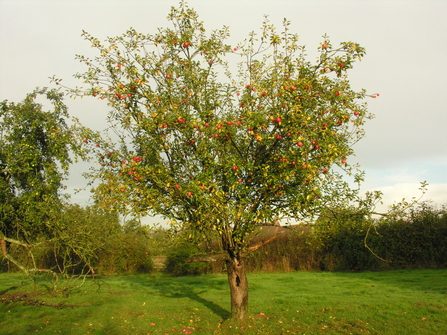 Orchard at Sturts North