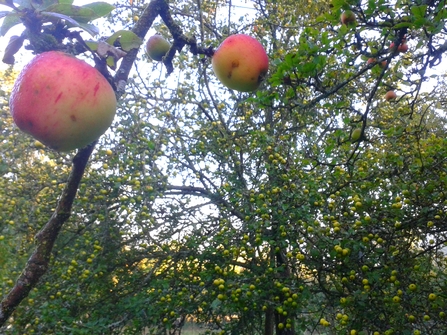 Common Hill orchard
