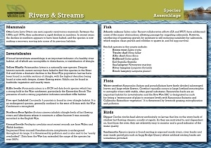 River and stream species
