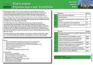 black poplar SAP