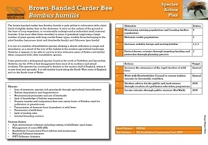 brown-banded carder bee SAP