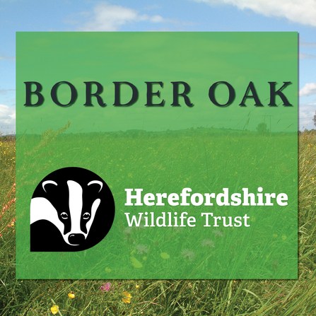 border oak and HWT logo