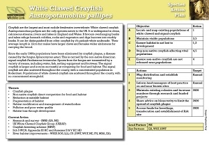 white clawed crayfish SAP