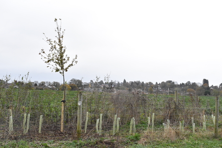 Newly planted hedgerow