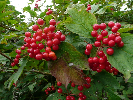 Clusters of red berries surrounded by large green leaves