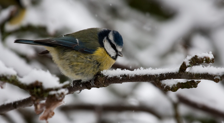 Blue tit on snowy branch