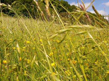 Close up of grassy meadow sward
