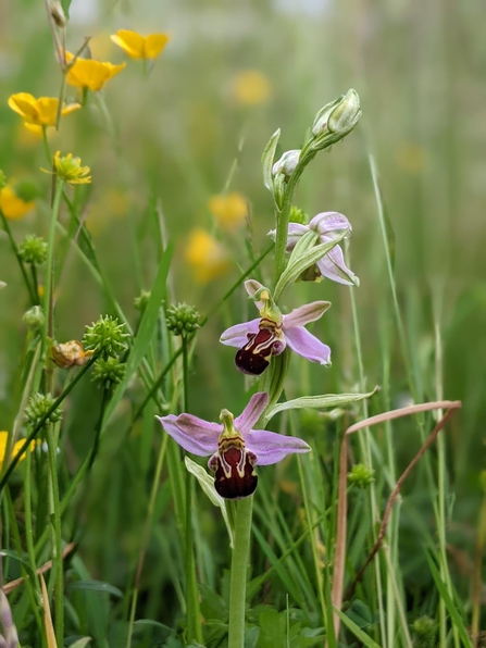 Pale pink flowers on central stem with centres that look a little like bumble bees