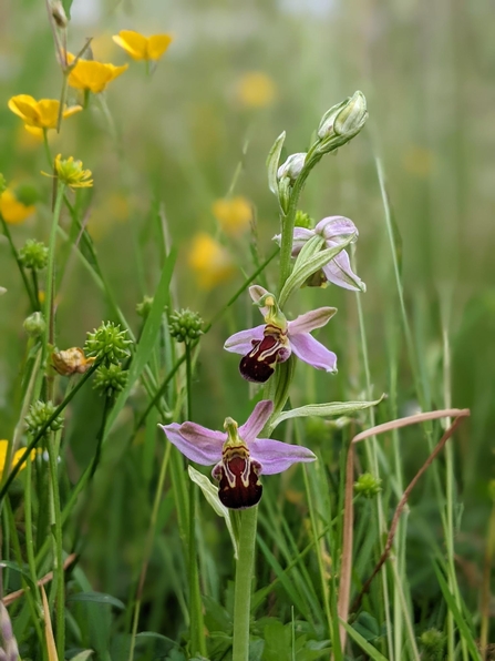 Pale pink flowers on central stem with centres that look a little like bumble bees