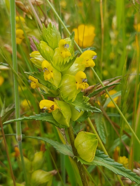 Close up of flower with little yellow flowers attached to central stem