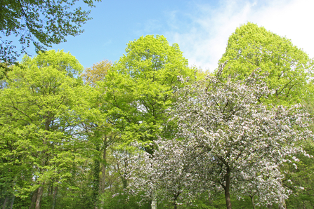 View of large trees in spring