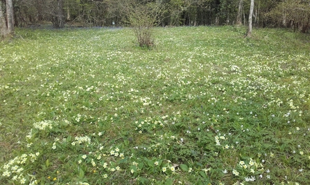 Leeping Stocks primroses