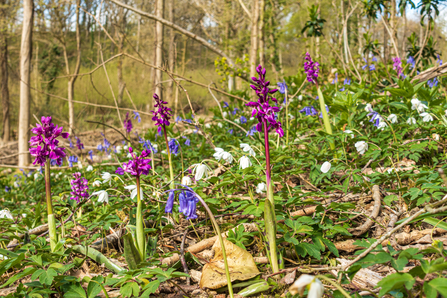 woodland wildflowers (c) Paul Lloyd