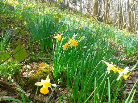 Lea & Paget's wild daffodils