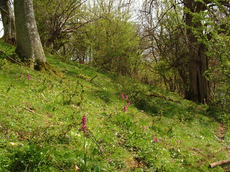 Crow Wood orchids in woodland glade