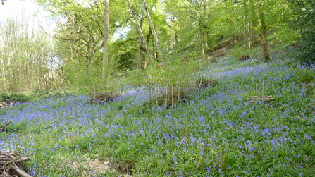 Littley Coppice in Spring (c) Peter Gardner