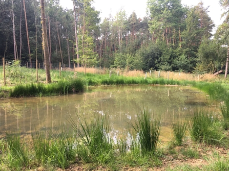 A large pond in a woodland setting