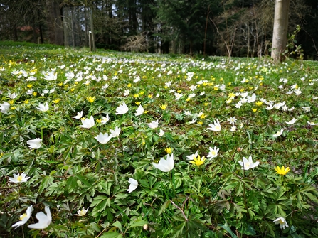 Small white and yellow flowers covering the ground