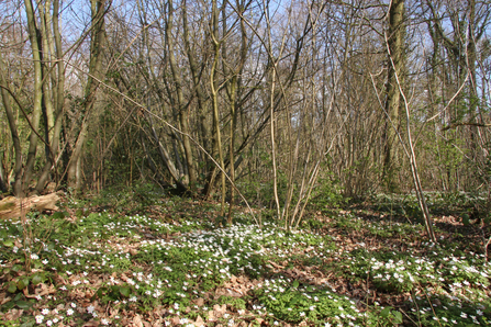 Wood anemones at Queenswood (c) Trevor Hulme