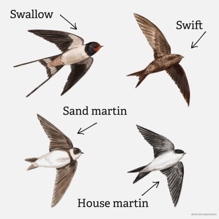 Illustrations of four birds in flight
