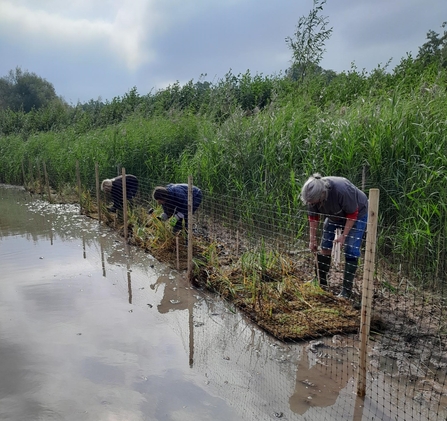 Three people bent down beside fence at edge of lake with tall vegetation behind