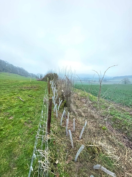 Tree saplings in guards planted along a sparse hedgerow