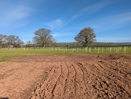 A shallow area dug out from earth with rows of tree guards behind and mature trees in the distance