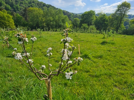 Small fruit tree sapling in blossom in a wide area of grassland with wooded hillside beyond