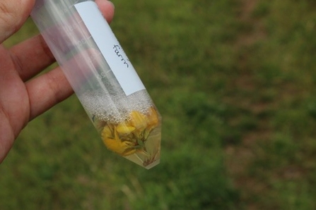 Close up of some yellow material in a test tube