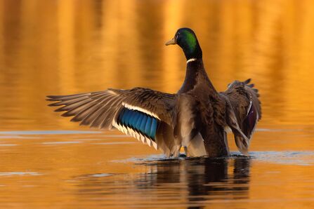 A male mallard spreading its wings, showing the bright blue feathers of its speculum