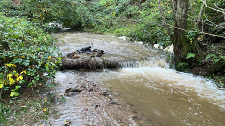 Branches laid across a small stream