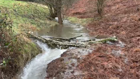 Branches laid across a small stream