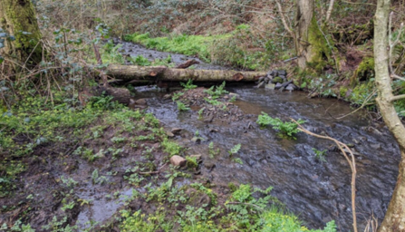 Branches laid across a small stream