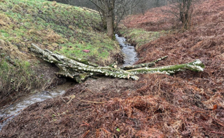 Branches laid across a small stream