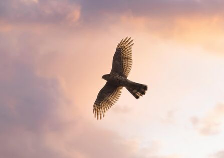 A sparrowhawk almost silhouetted against a cloudy sky