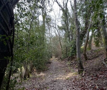 View along a clear, tree-lined path
