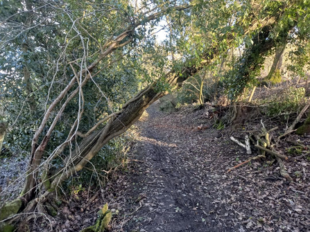 A tree leaning down at an angle, partially obstructing a tree-lined footpath