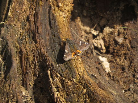 An orange underwing resting on a tree root, its bright orange hindwings peeking out frmo beneath its brown forewings
