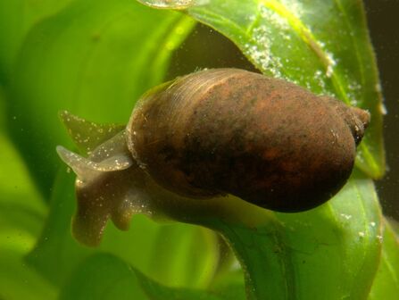 A wandering snail on a pond plant