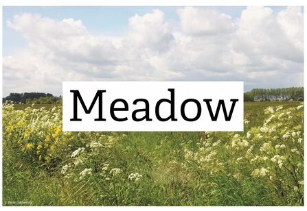 Cover of pack with photo of a meadow