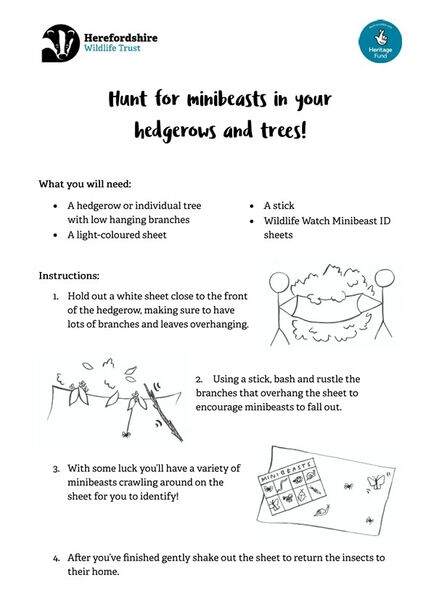 Minibeast Hedgerow Hunt