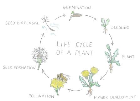 Cover of activity with hand-drawn wildlife illustration
