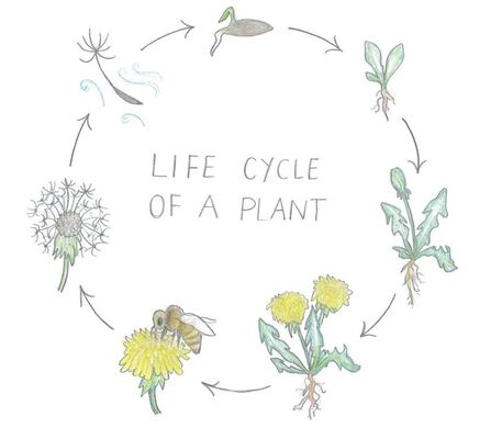 Plant Lifecycle Activity Cover showing wildlife illustrations in a circle