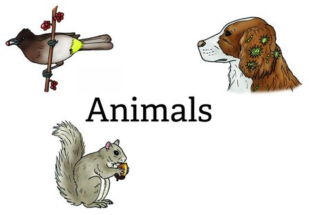 Animal illustrations on cover of activity sheet
