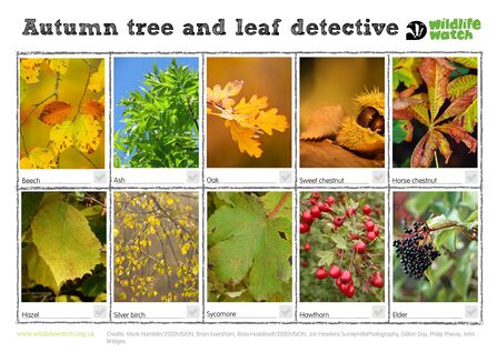 10 images on a spotter sheet