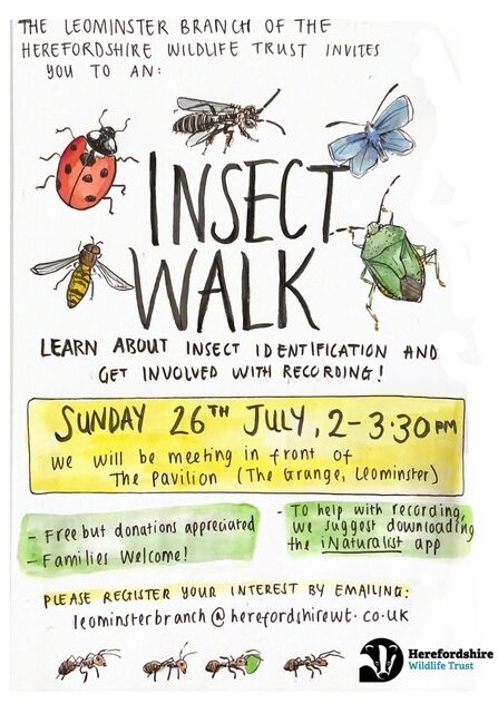 Poster with hand-drawn insect illustrations