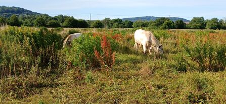 Two white cows grazing 