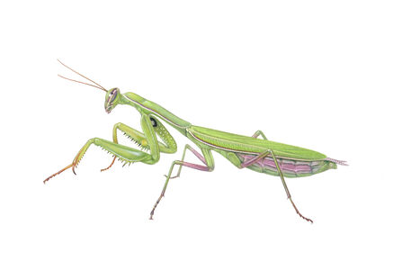 An illustration of a praying mantis facing left. It is a thin, elongate green insect with a large head and eyes, long antennae and powerful front legs for snatching prey