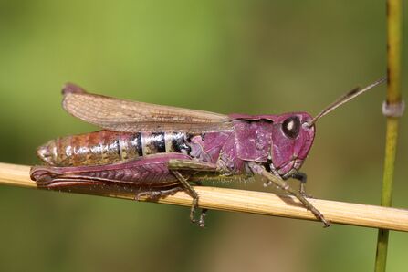 The purple form of a female rufous grasshopper, standing on a horizontal grass stem. It's a largely pink grasshopper with green mottling on the abdomen, and long wings that don't quite reach the end of the abdomen